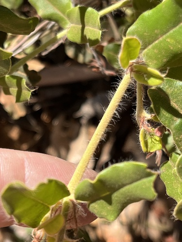 Crinkle-leaved Poison (Gastrolobium villosum)