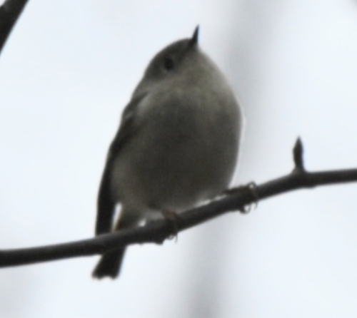 Ruby-crowned Kinglet photographed in Indiana