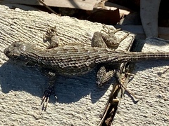 Sceloporus occidentalis