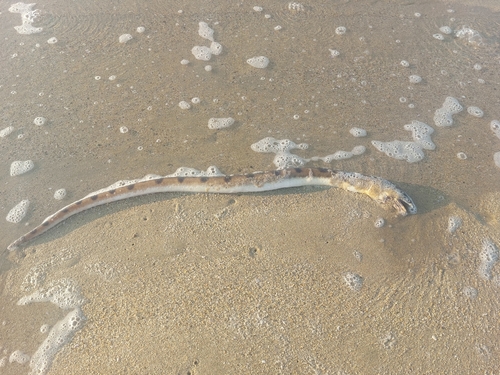 Kortstaart-adderaal (Scytalichthys miurus) — Ophichthidae