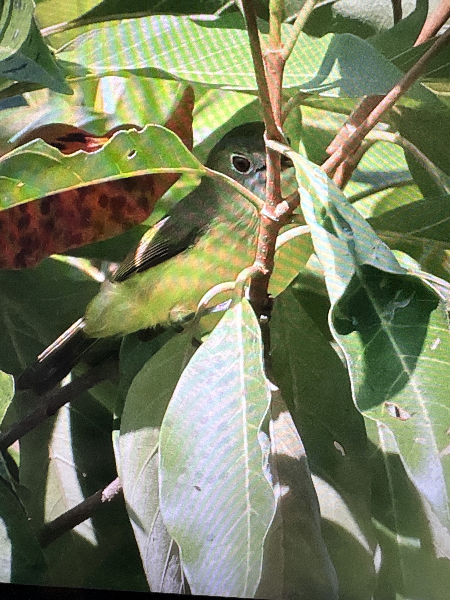 Fairy Gerygone (Gerygone palpebrosa), photo 10