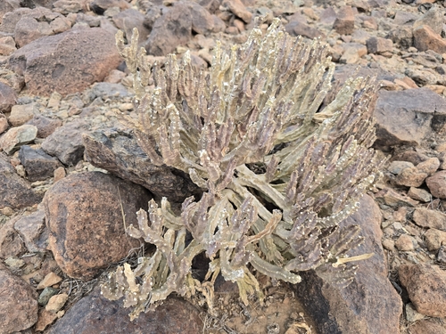 Ceropegia petraea