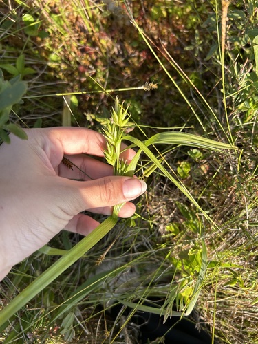 northern long sedge (Carex folliculata)
