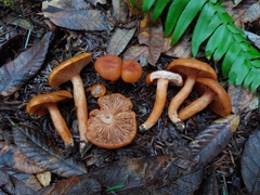 Lactarius subviscidus