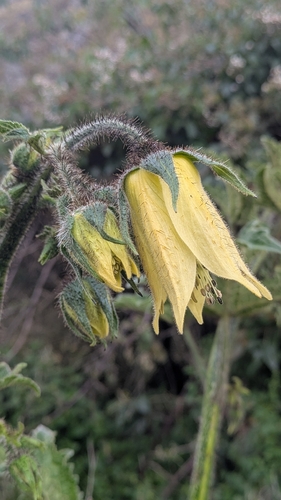 Nasa tulipadiaboli