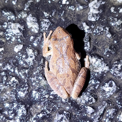 Spring Peeper observed by dodomae98