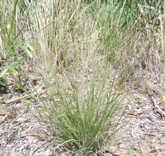 Panicum effusum