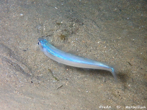Mediterranean sand smelt (Atherina hepsetus) — Atherinidae