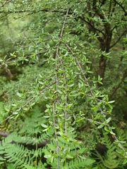 Coprosma microcarpa