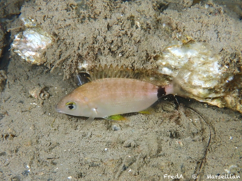Annular seabream (Diplodus annularis) — Sparidae