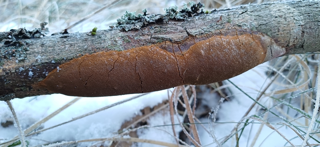 Fomitiporia punctata · January 2026 · photo: © mikkohei13 (iNaturalist, cc0)