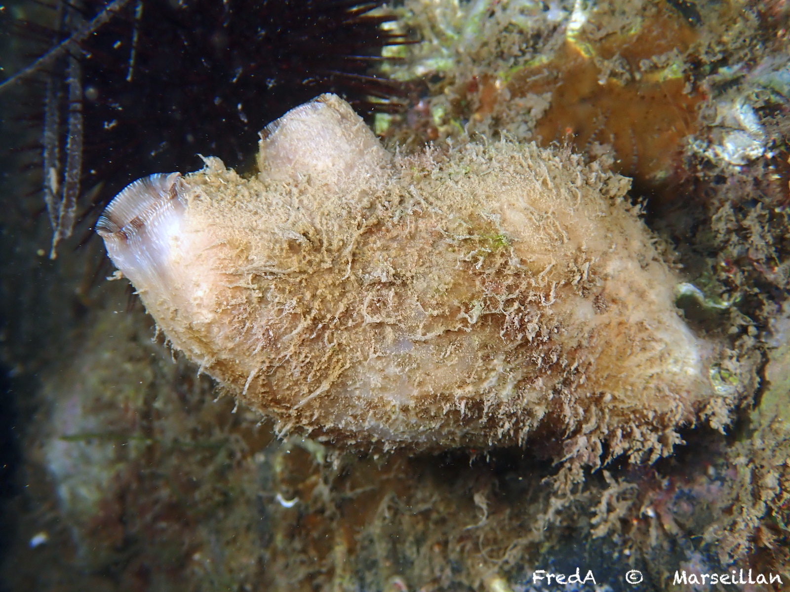 Styela plicata (Lesueur, 1823)