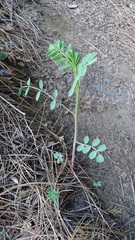 Hosackia crassifolia