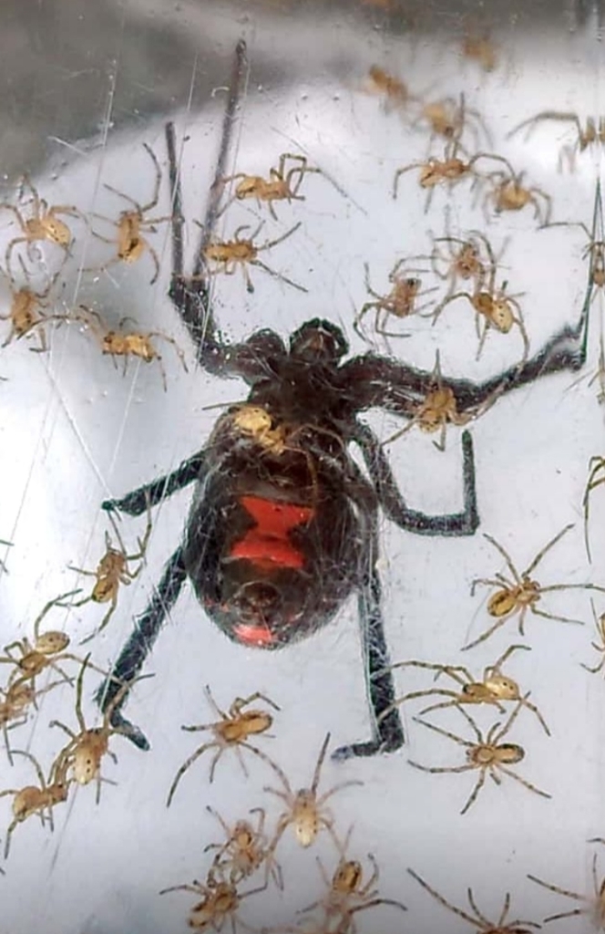 Black widow spider (Latrodectus mactans) hanging upside-down in its web, showing the glossy black rounded abdomen with a red hourglass marking on the underside
