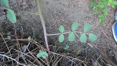 Hosackia crassifolia
