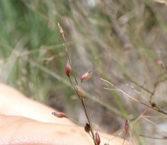 Panicum effusum