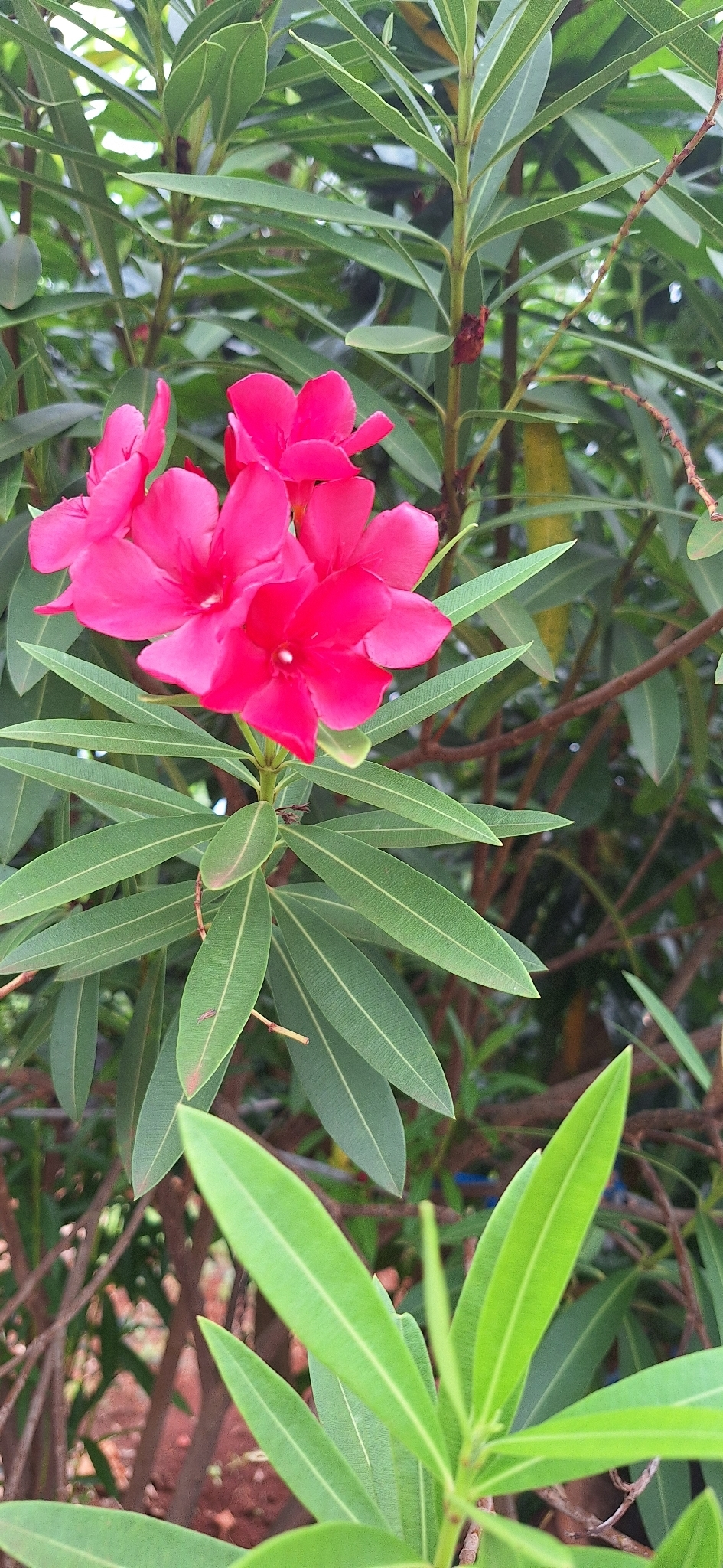 Nerium oleander