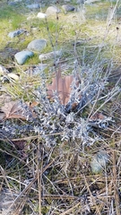 Eriogonum wrightii trachygonum