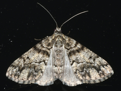 Lipogya exprimataria