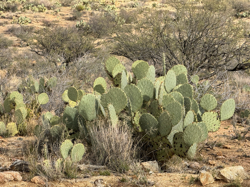 Opuntia engelmannii