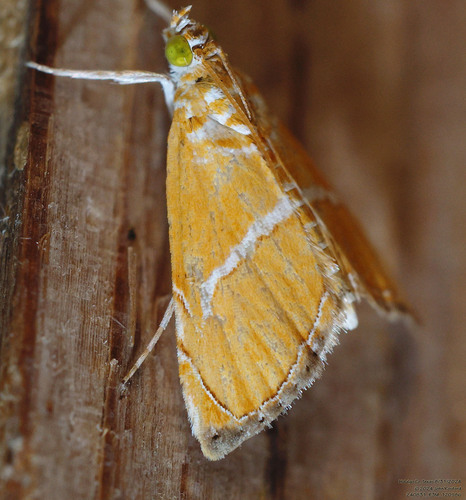Abegesta reluctalis photo 5