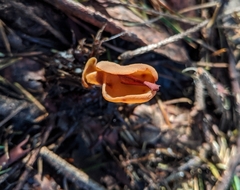 Otidea alutacea