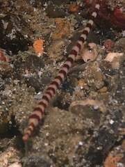 Dunckerocampus dactyliophorus