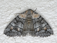 Dysbatus singularis
