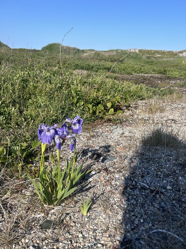 beach-head iris (Iris hookeri)