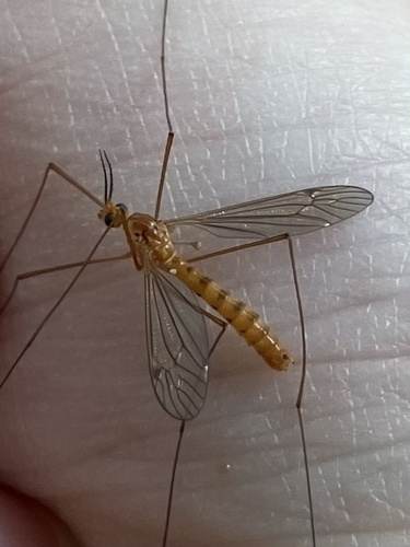 Unknown species found near Peterborough Rd, Hancock, NH, US