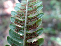 Sphaeropteris horrida