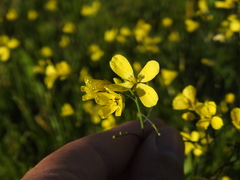 Diplotaxis catholica, photograph (c) Duarte Frade, some rights reserved (CC BY)