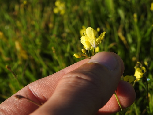 Diplotaxis catholica, photograph 1