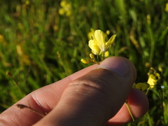 Diplotaxis catholica, photograph (c) Duarte Frade, some rights reserved (CC BY)