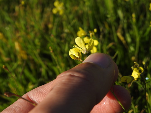 Diplotaxis catholica, photograph 3