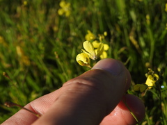 Diplotaxis catholica, photograph (c) Duarte Frade, some rights reserved (CC BY)