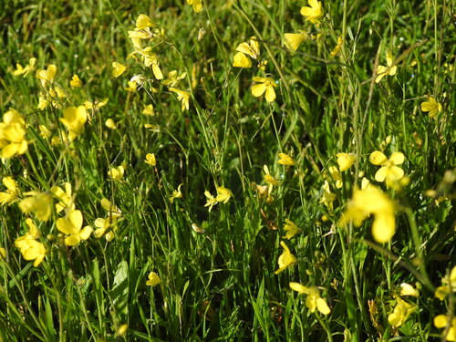 Diplotaxis catholica, photograph 4