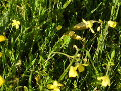 Diplotaxis catholica, photograph (c) Duarte Frade, some rights reserved (CC BY)