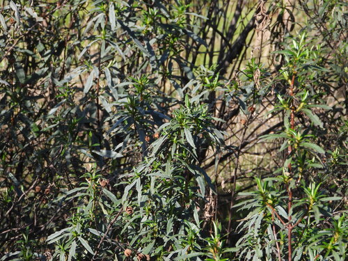Cistus ladanifer