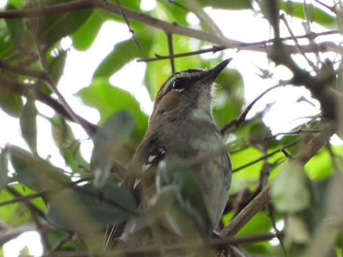 iNaturalist image