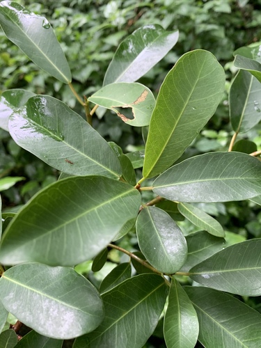 Ficus craterostoma image