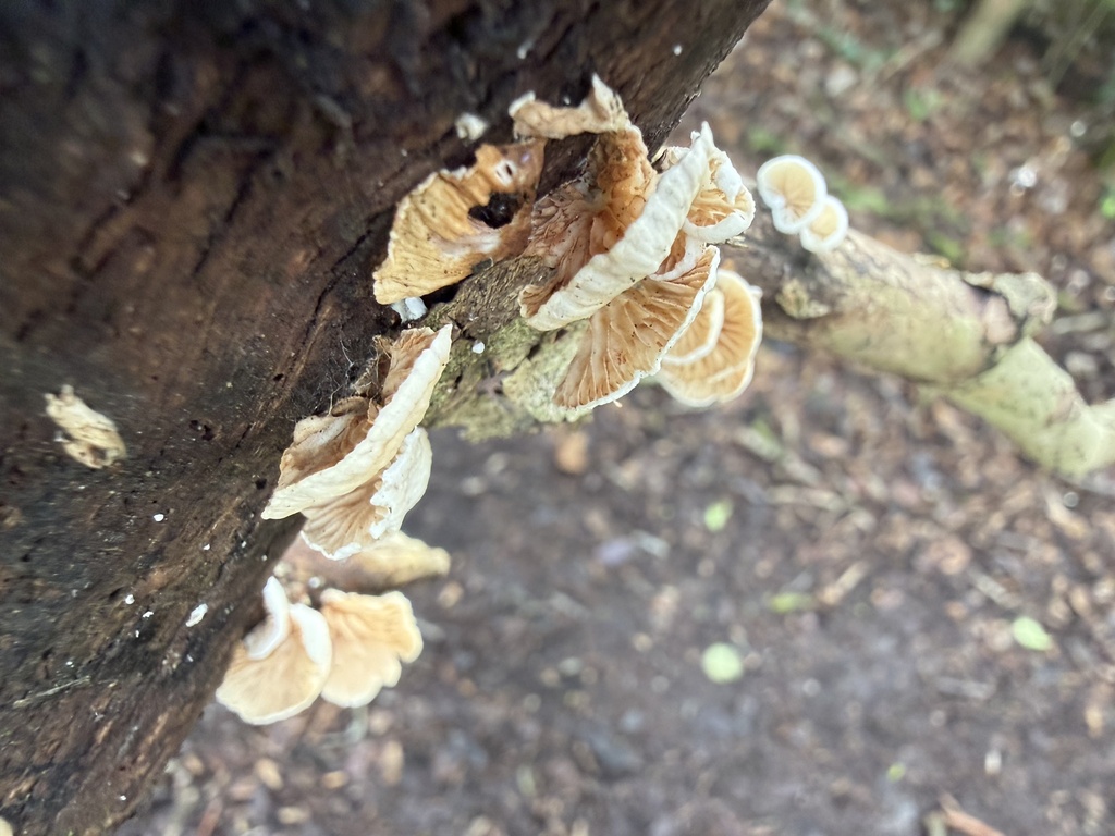 Crepidotus · January 2026 · photo: © cjoynson (iNaturalist, cc0)