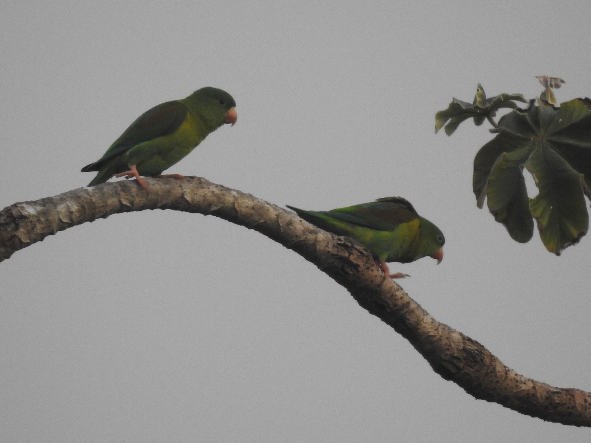 Orange-chinned Parakeet (Brotogeris jugularis), photo 10
