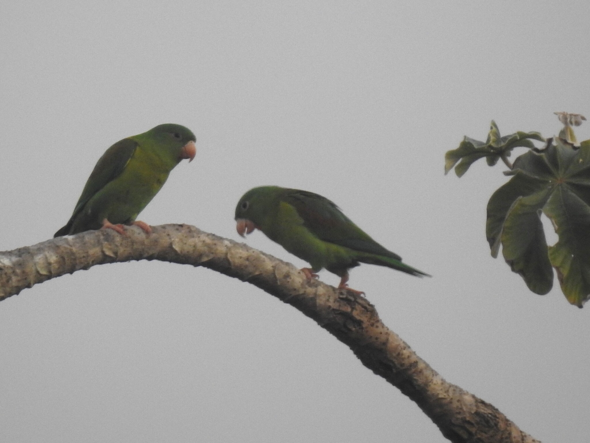 Orange-chinned Parakeet (Brotogeris jugularis), photo 9