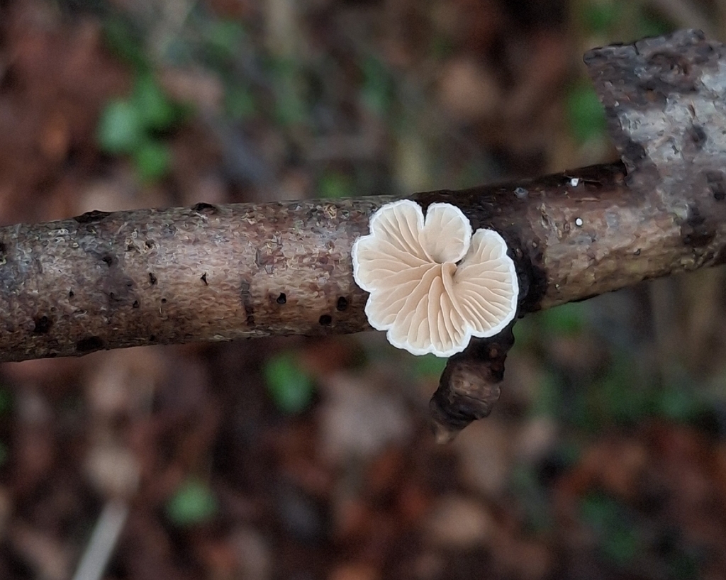 Crepidotus · January 2026 · photo: © aceofjays (iNaturalist, cc-by)