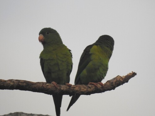 Orange-chinned Parakeet (Brotogeris jugularis)