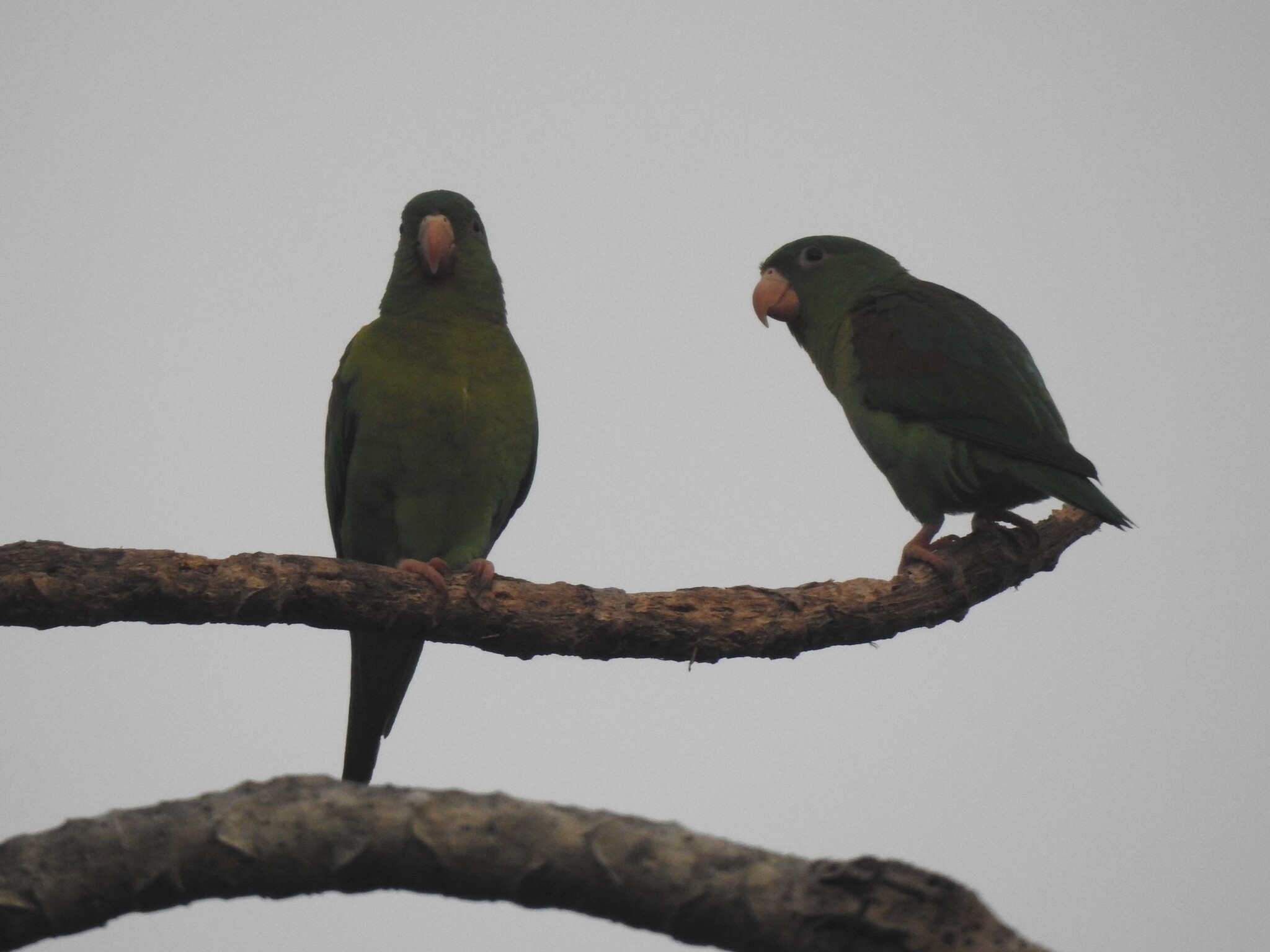 Orange-chinned Parakeet (Brotogeris jugularis), photo 2
