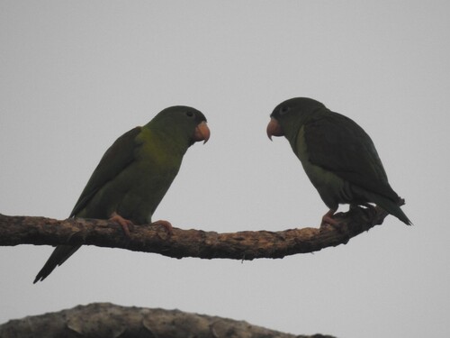Orange-chinned Parakeet (Brotogeris jugularis), photo 8