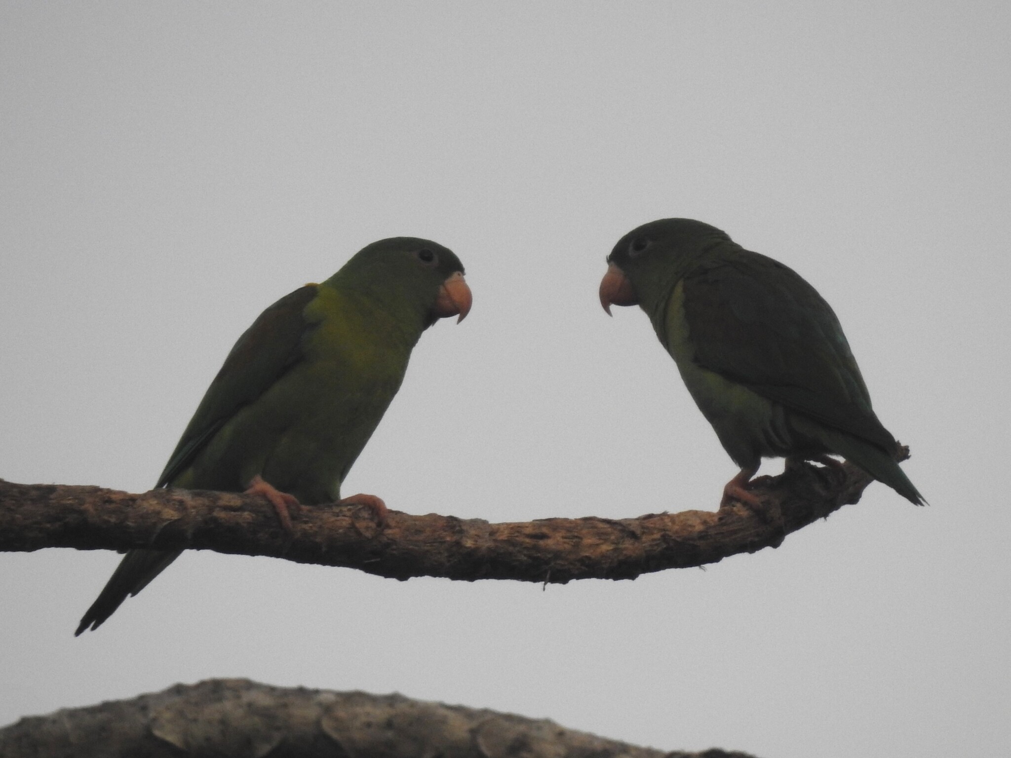 Orange-chinned Parakeet (Brotogeris jugularis), photo 8
