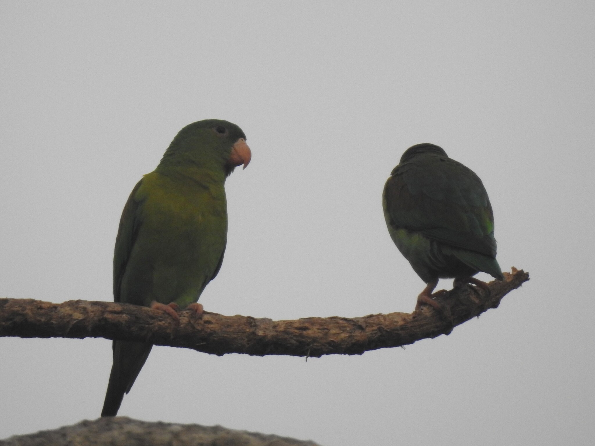 Orange-chinned Parakeet (Brotogeris jugularis), photo 7
